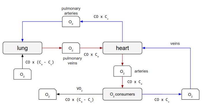 o2-lung-heart-consumers.png