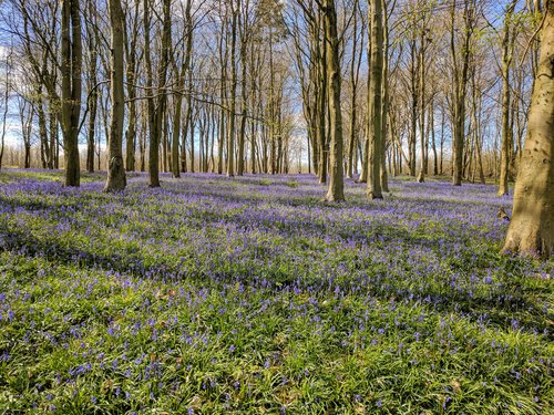 bluebells