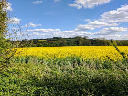rapeseed field