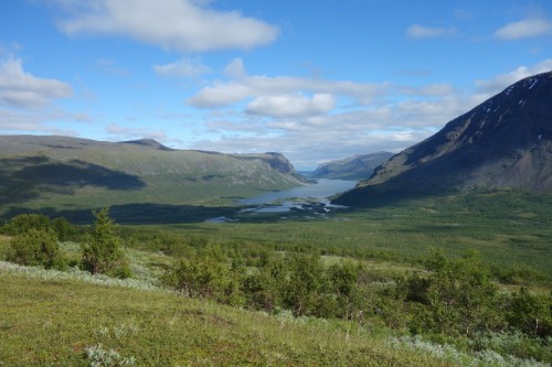 Rautasjaure