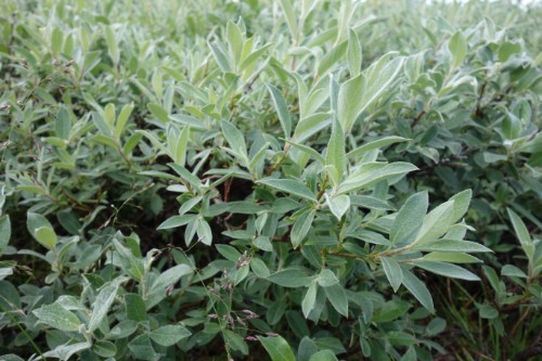 Plant