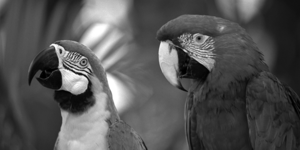parrots_gray_small.png