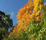Stockholm in Autumn - Worth a Thousand Words