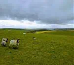 Running the XNRG South Downs Devil's Challenge 2017