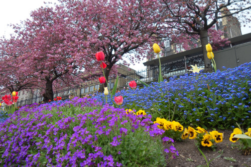 Flowers in Edinburgh