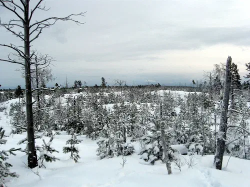 Winterness Around the Corner: Tyresta National Park
